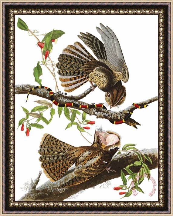 John James Audubon Chuck Will's Widow Framed Print