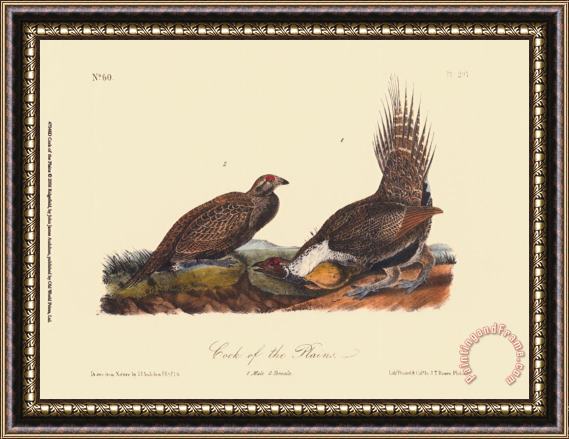 John James Audubon Cock of The Plains Framed Print