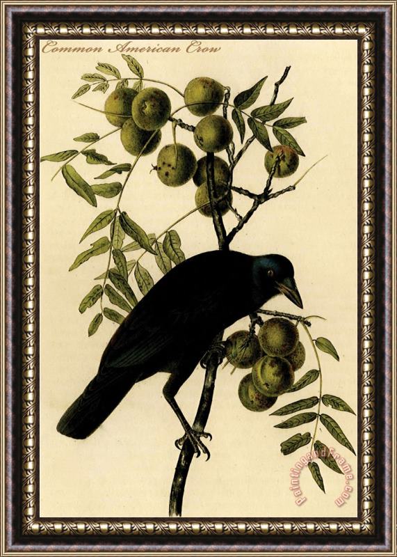 John James Audubon Common American Crow Framed Print