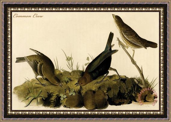 John James Audubon Common Crow Framed Print