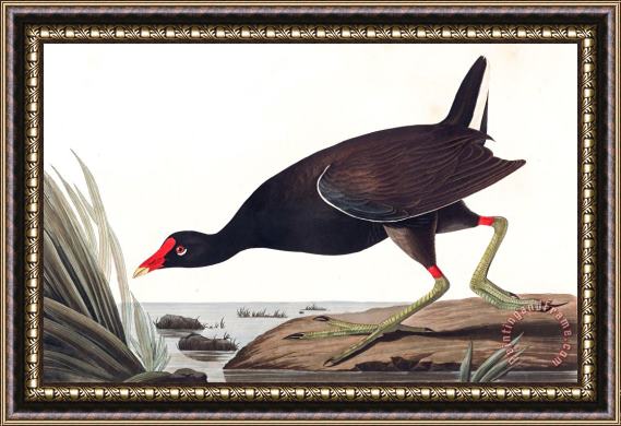 John James Audubon Common Gallinule Framed Print