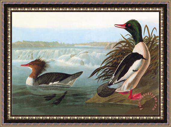John James Audubon Common Merganser Framed Print