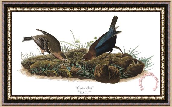 John James Audubon Cow Pen Bird Framed Print