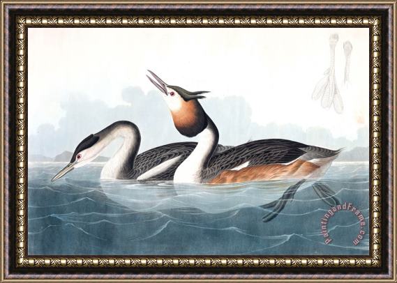 John James Audubon Crested Grebe Framed Print