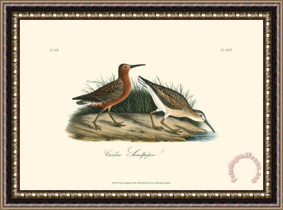 John James Audubon Curlew Sandpiper Framed Painting
