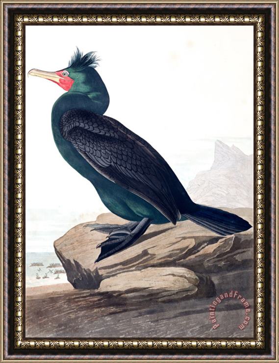 John James Audubon Double Crested Cormorant Framed Painting