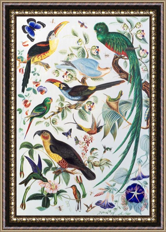 John James Audubon Exotic Parrots C 1850 Framed Painting