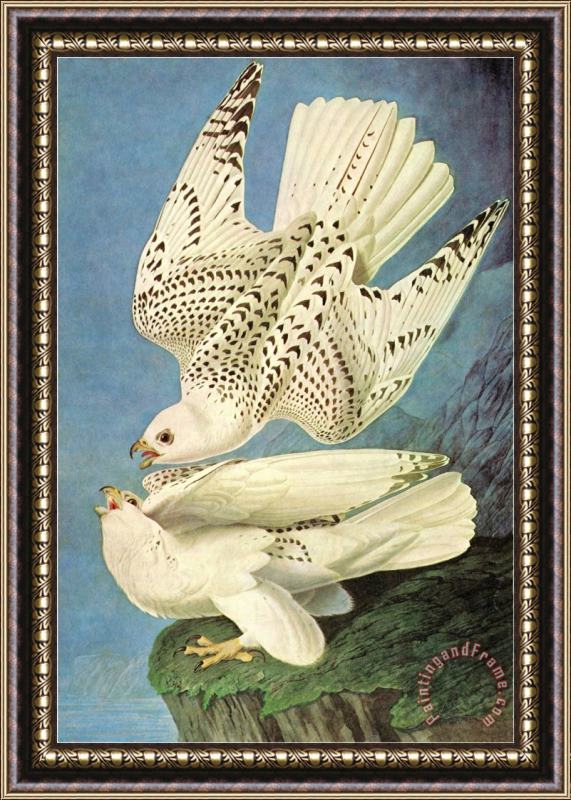 John James Audubon Falcons Framed Painting