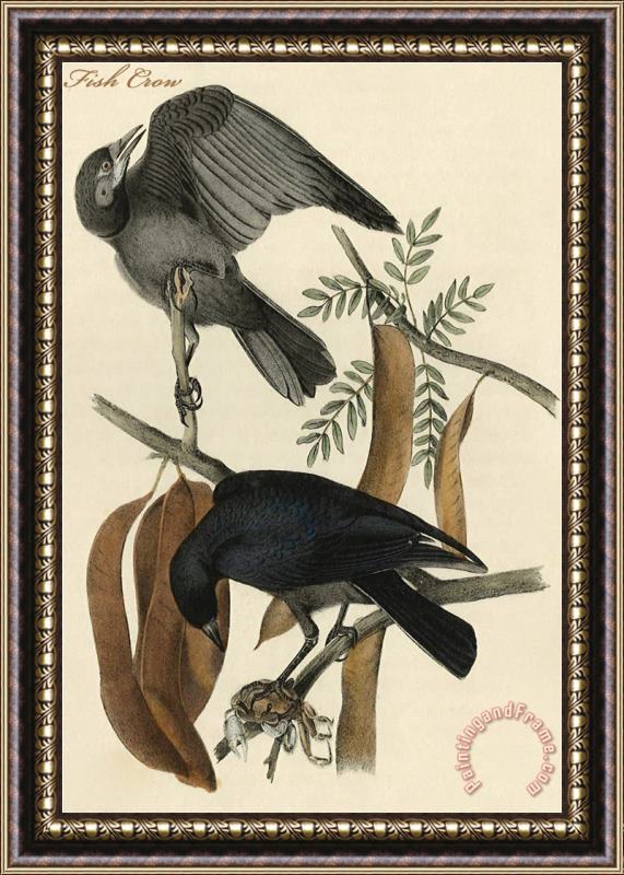 John James Audubon Fish Crow Framed Painting