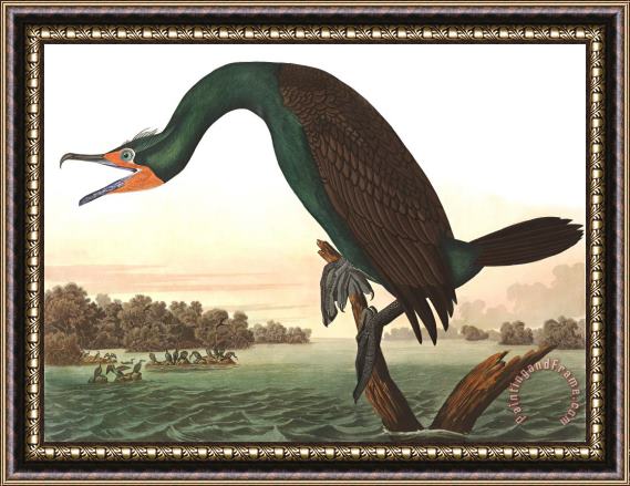 John James Audubon Florida Cormorant Framed Print