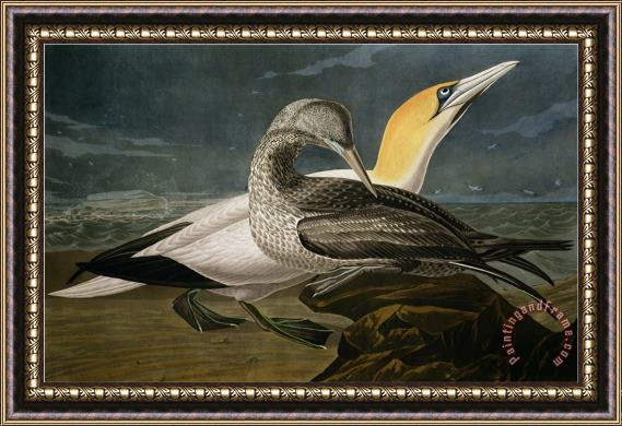 John James Audubon Gannets From Birds of America Framed Painting