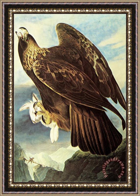 John James Audubon Golden Eagle Framed Painting