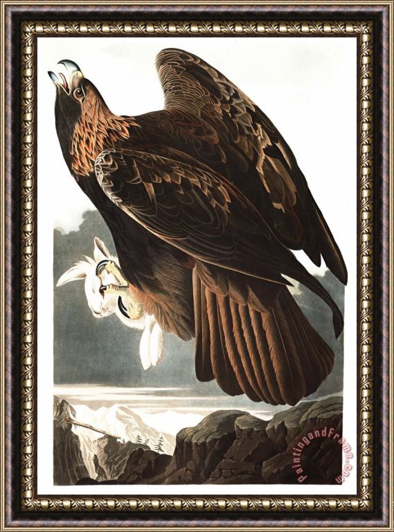 John James Audubon Golden Eagle Framed Print