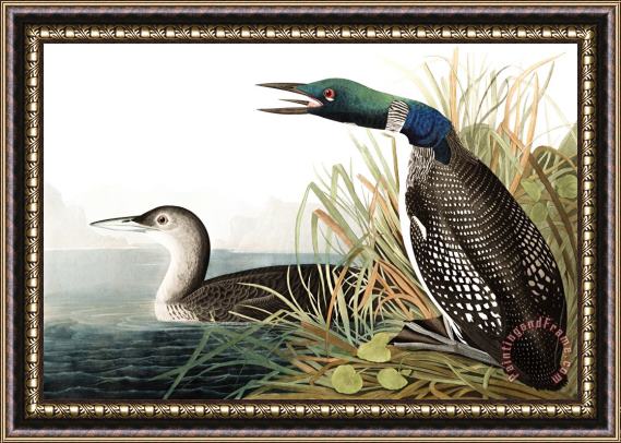 John James Audubon Great Northern Diver, Or Loon Framed Print