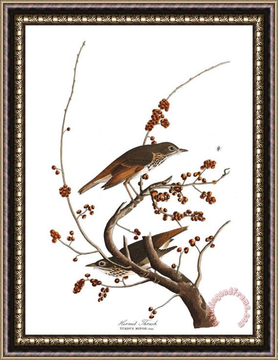 John James Audubon Hermit Thrush Framed Painting