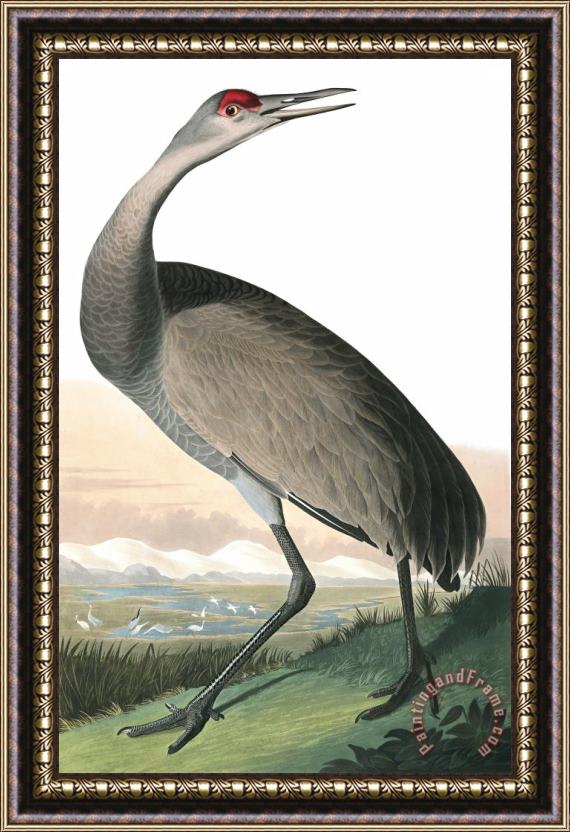 John James Audubon Hooping Crane Framed Painting