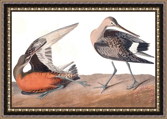John James Audubon Hudsonian Godwit Framed Print