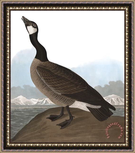 John James Audubon Hutchins's Barnacle Goose Framed Print