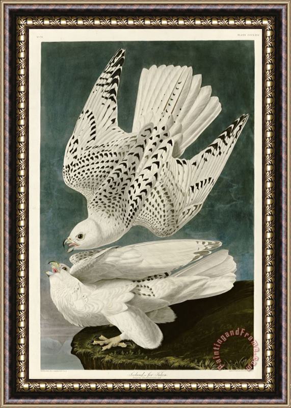 John James Audubon Iceland Or Jer Falcon Framed Painting