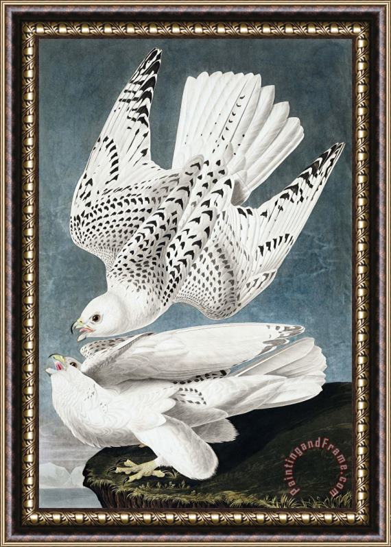 John James Audubon Iceland, Or Jer Falcon Framed Painting