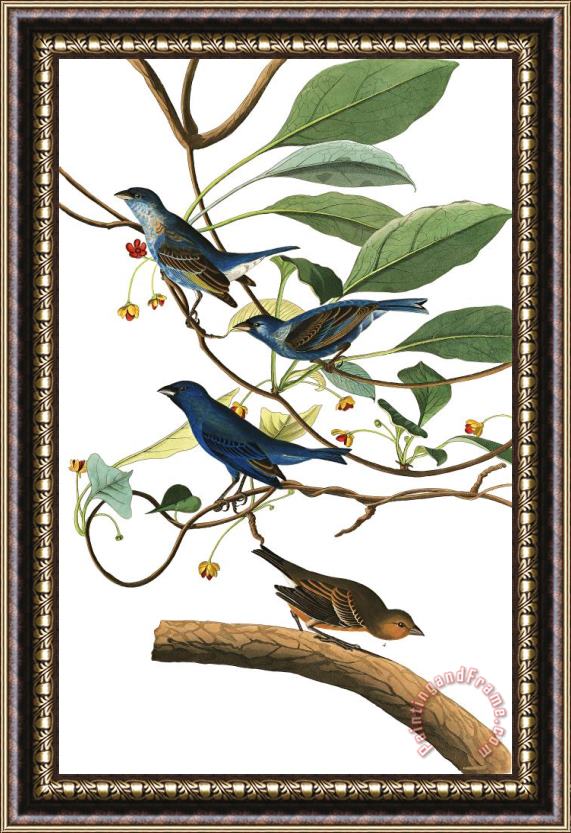 John James Audubon Indigo Bird Framed Print