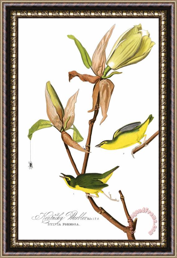 John James Audubon Kentucky Warbler Framed Painting