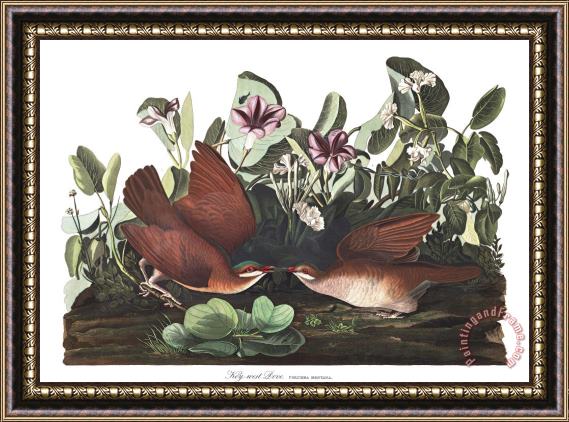 John James Audubon Key West Dove Framed Painting