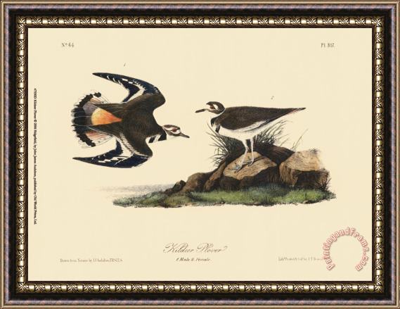 John James Audubon Kildeer Plover Framed Painting