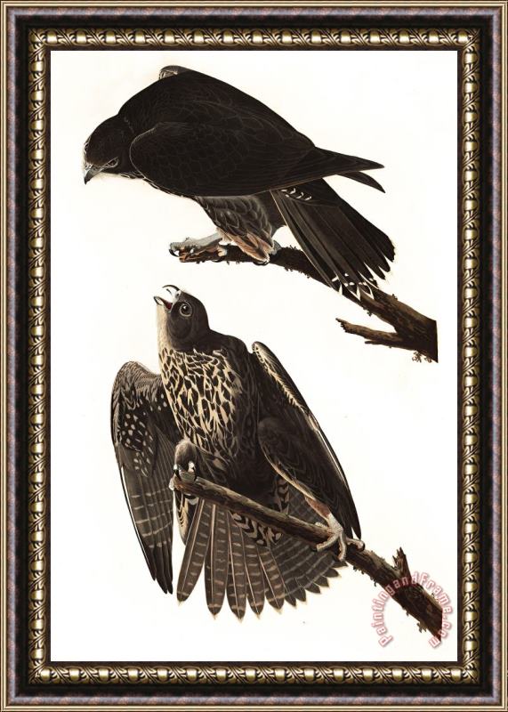 John James Audubon Labrador Falcon Framed Painting