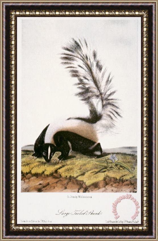 John James Audubon Large Tailed Skunk Framed Painting