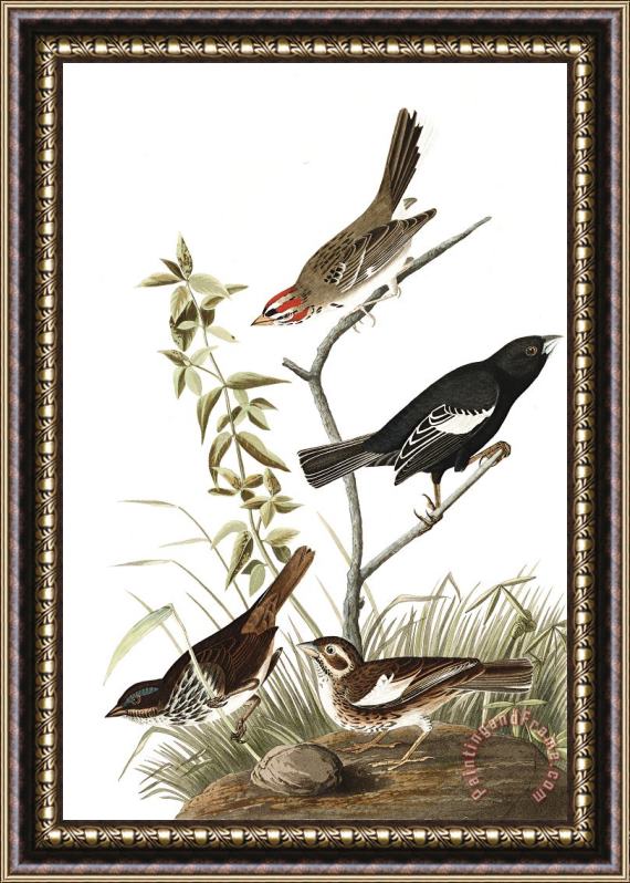John James Audubon Lark Finch, Prairie Finch, Brown Song Sparrow Framed Painting