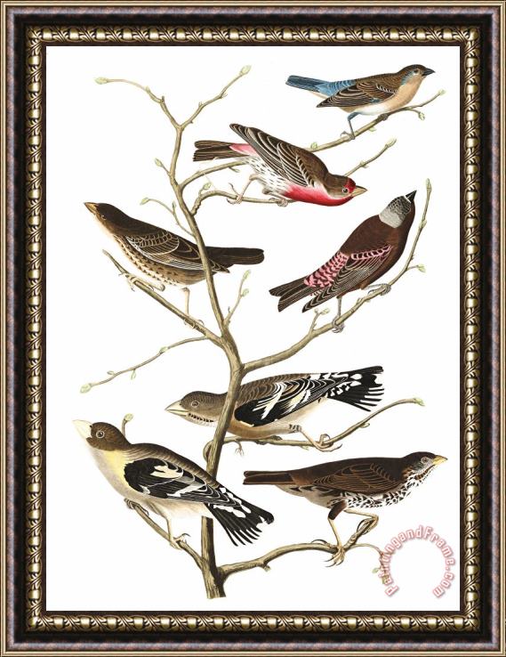 John James Audubon Lazuli Finch, Crimson Necked Bull Finch, Gray Crowned Linnet, Cow Pen Bird, Evening Grosbeak, Brown Longspur Framed Print