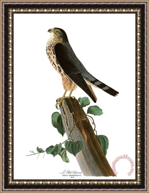 John James Audubon Le Petit Caporal Framed Print