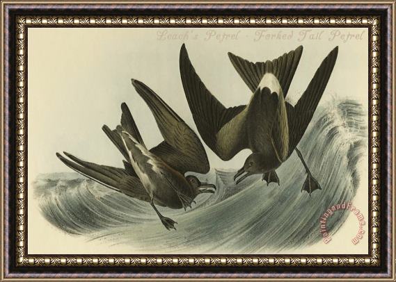 John James Audubon Leach S Petrel Forked Tail Petrel Framed Print