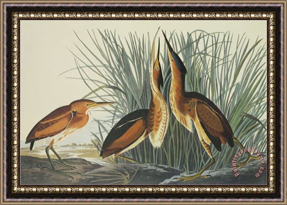 John James Audubon Least Bittern Framed Print