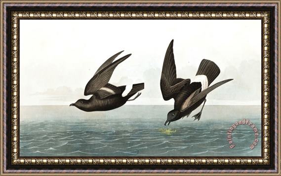 John James Audubon Least Stormy Petrel Framed Painting