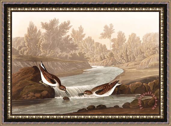 John James Audubon Little Sandpiper Framed Painting