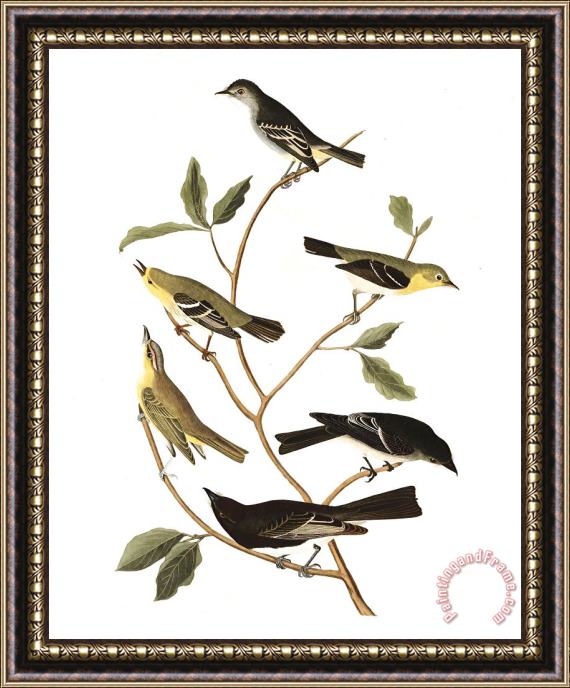 John James Audubon Little Tyrant Fly Catcher, Small Headed Fly Catcher, Blue Mountain Warbler, Bartran's Vireo, Short Legged Pewee, Rocky Mountain Fly Catcher Framed Print