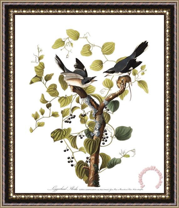 John James Audubon Loggerhead Shrike Framed Print