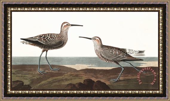 John James Audubon Long Legged Sandpiper Framed Painting