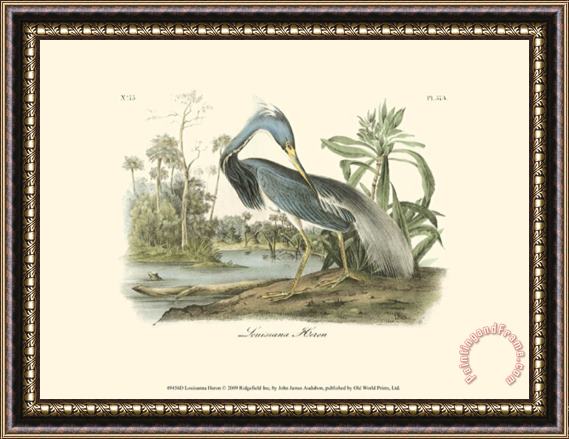 John James Audubon Louisiana Heron Framed Painting