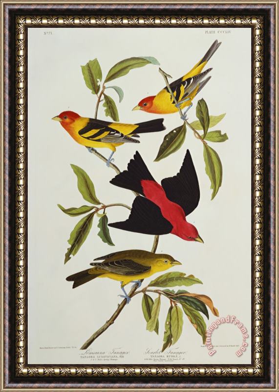 John James Audubon Louisiana Scarlet Tanager Tanagra Ludoviciana Rubra Plate Cccliv From The Birds of America Framed Print