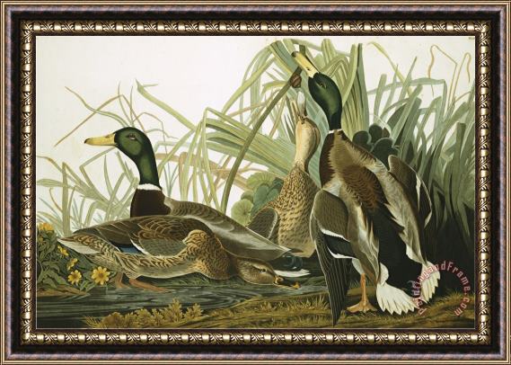 John James Audubon Mallard Duck Plate Ccxxi Aquatint with Engraving And Hand Colouring on J Whatman 1831 Framed Print