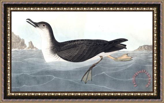 John James Audubon Manks Shearwater Framed Painting