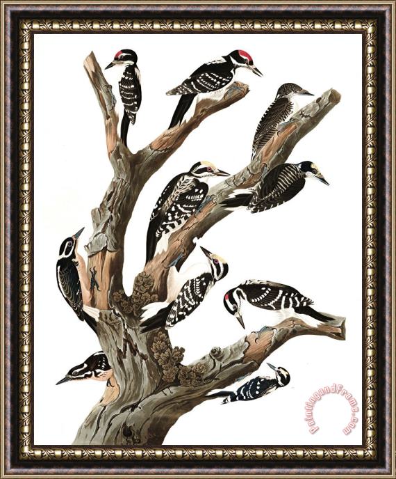 John James Audubon Maria's Woodpecker, Three Toed Woodpecker, Phillips' Woodpecker, Canadian Woodpecker, Harris's Woodpecker, Audubon's Woodpecker Framed Painting