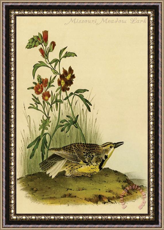 John James Audubon Missouri Meadow Lark Framed Print