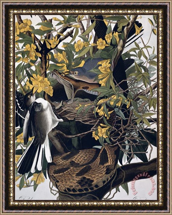 John James Audubon Mocking Birds And Rattlesnake From Birds of America Engraved by Robert Havell Framed Painting