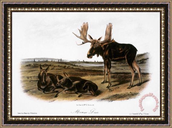 John James Audubon Moose Deer Cervus Alces Framed Painting