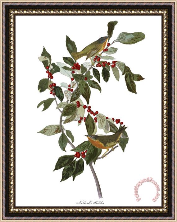 John James Audubon Nashville Warbler Framed Print