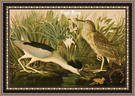 John James Audubon Night Heron Framed Print
